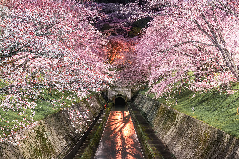 入賞　Kazuhisa Isobeさんの作品「Unreal Cherry Blossoms」